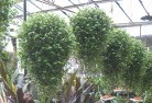 Wulgulmerangplants-62.jpg; ?>